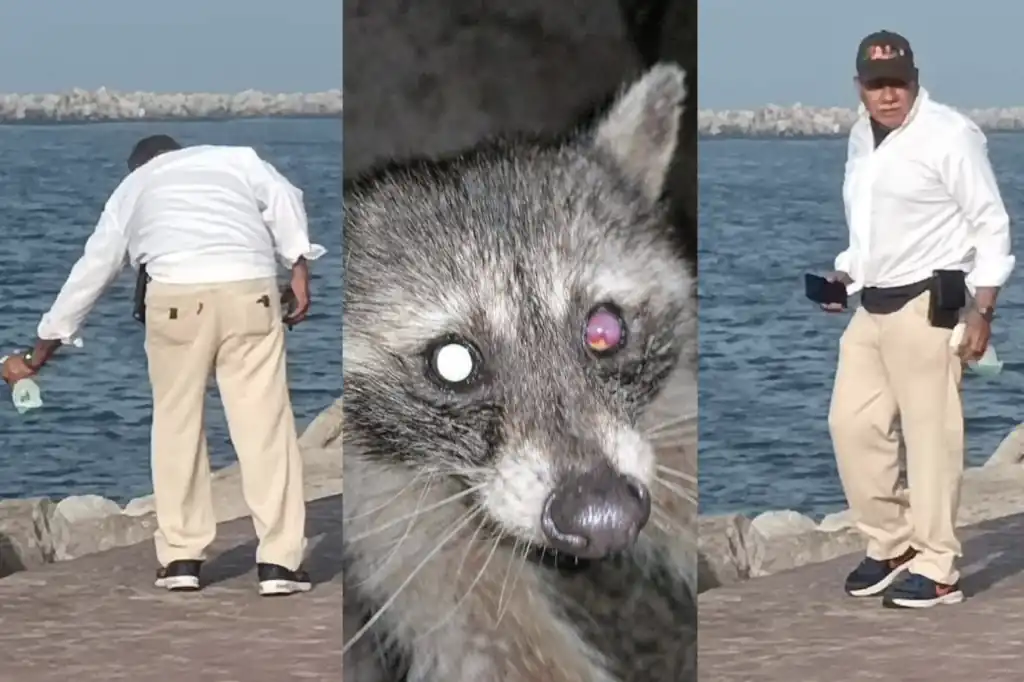 Un hombre de aproximadamente 60 años, es buscado por rociar cloro a los ojos de al menos 20 mapaches en Playa Miramar, Tamaulipas.