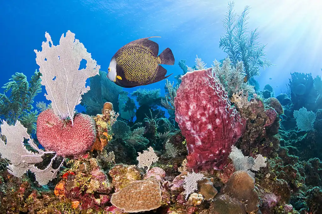 En un hallazgo esperanzador para la conservación marina, un equipo de científicos ha revelado cómo los corales del Pacífico oriental tropical, frente a las costas de Panamá, logran sobrevivir al calentamiento global.