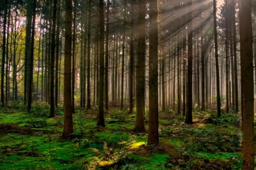 El experto Eduardo Rojas, da cinco claves para salvar los bosques del mundo, que enfrentan serias amenazas ante el avance de la deforestación.