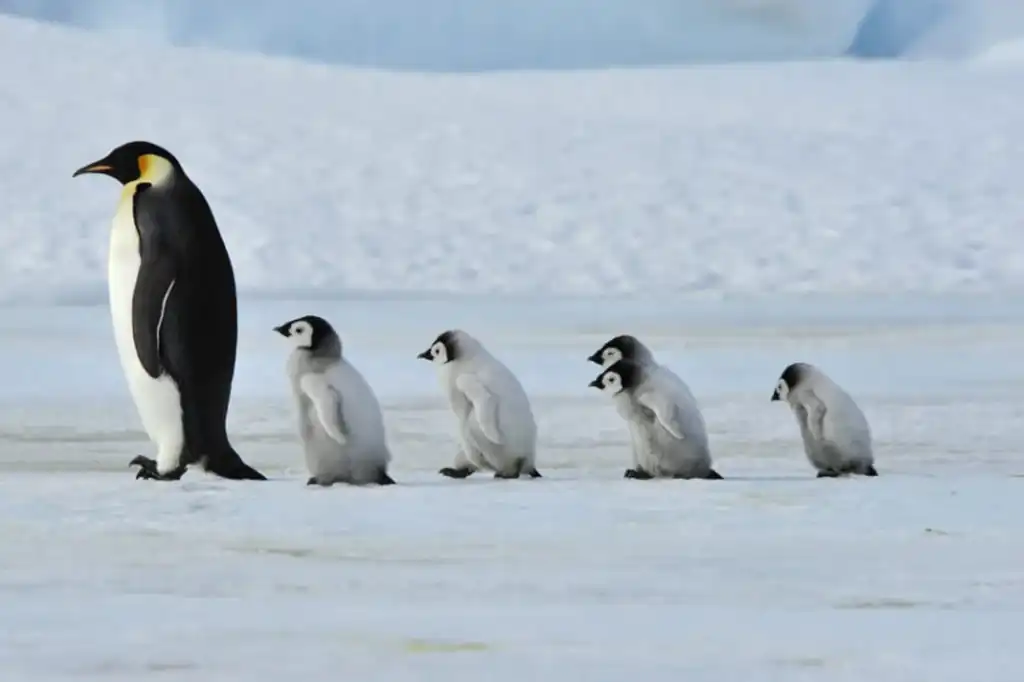 Un nuevo estudio liderado por el British Antarctic Survey (BAS) revela una preocupante disminución del 22% en la población de pingüinos emperador (Aptenodytes forsteri) en la Antártida durante los últimos 15 años.