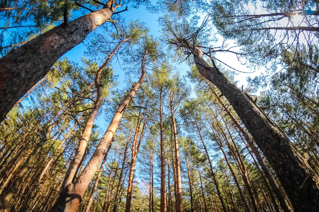 Los ministros de Medio Ambiente de los 27 países de la Unión Europea acordaron dar un impulso urgente a la transición ecológica, con el objetivo de cumplir los compromisos climáticos y fortalecer la resiliencia de los Estados miembros frente a los desafíos del cambio climático.