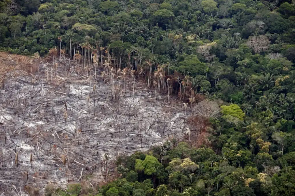 Un nuevo estudio revela que hasta el 28 % de la Amazonía se encuentran alterado por actividades humanas como la deforestación, la minería, la construcción de carreteras y la extracción de petróleo y gas.
