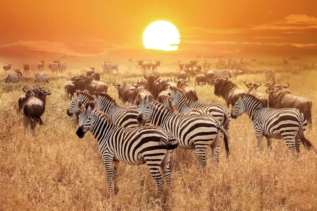Cerca de un millón de especies enfrentan hoy la amenaza de la extinción, según expertos de la ONU, quienes advierten sobre un fenómeno alarmante: la coextinción. Se trata de un efecto dominó en el que la desaparición de una especie desencadena la pérdida de otras, afectando gravemente la estabilidad de los ecosistemas.