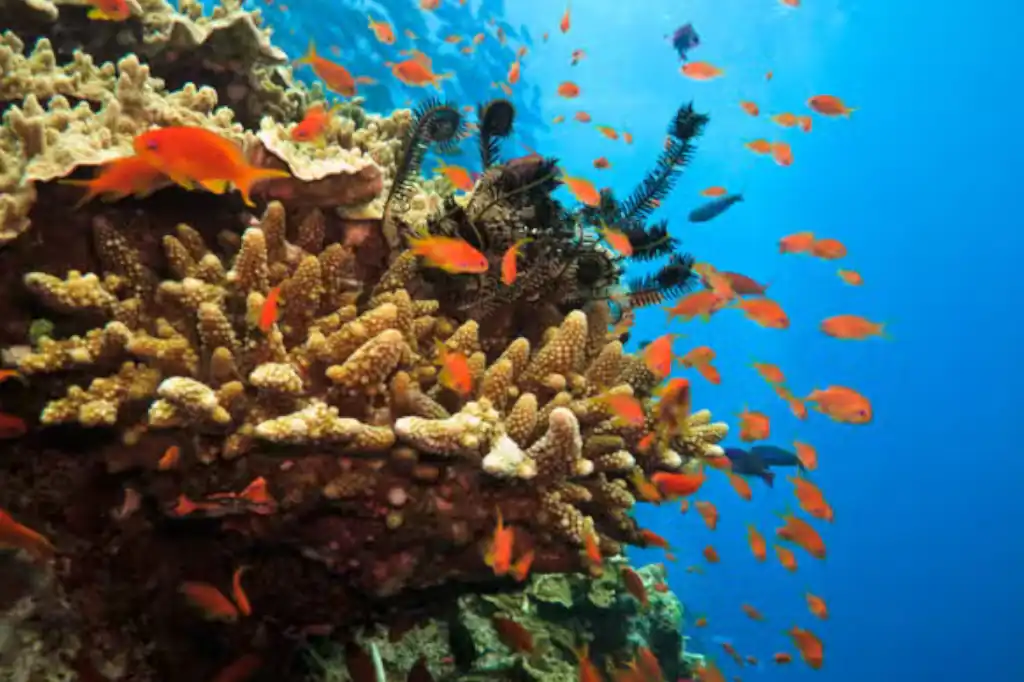 La Gran Barrera de Coral enfrenta una crisis sin precedentes. Un reciente estudio publicado en la revista Coral Reefs reveló que el 92 % de los corales en zonas específicas de la isla Lagarto murieron tras el evento de blanqueamiento masivo ocurrido en 2024, el cuarto de carácter global registrado hasta la fecha.