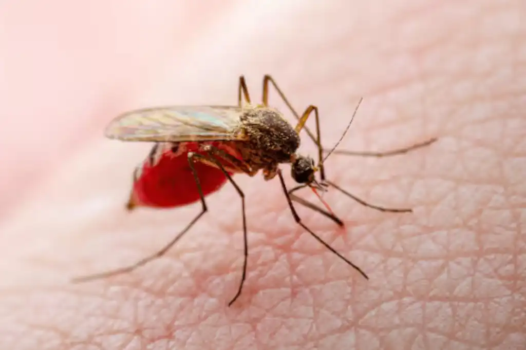 El cambio climático convierte al dengue y la chikungunya en amenazas europeas.