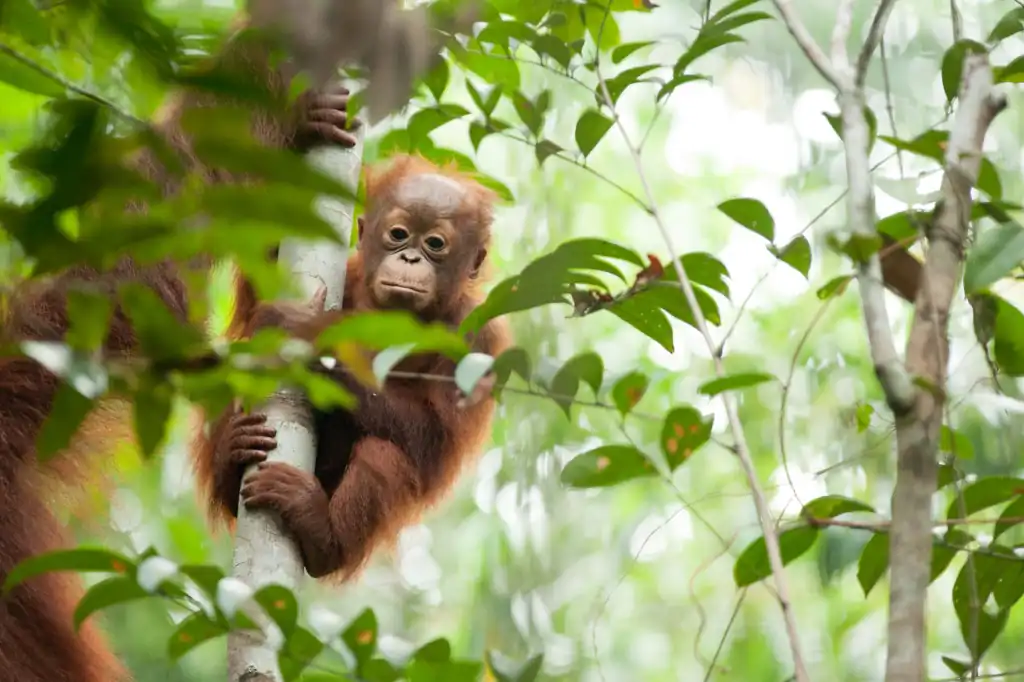 El futuro de los orangutanes en riesgo por la pérdida de su hábitat.