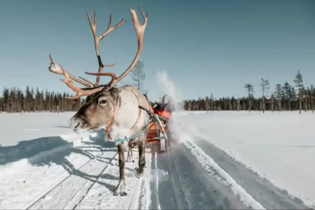En el corazón ártico de Finlandia, los renos están muriendo por algo impensado hace solo unas décadas: el calor.