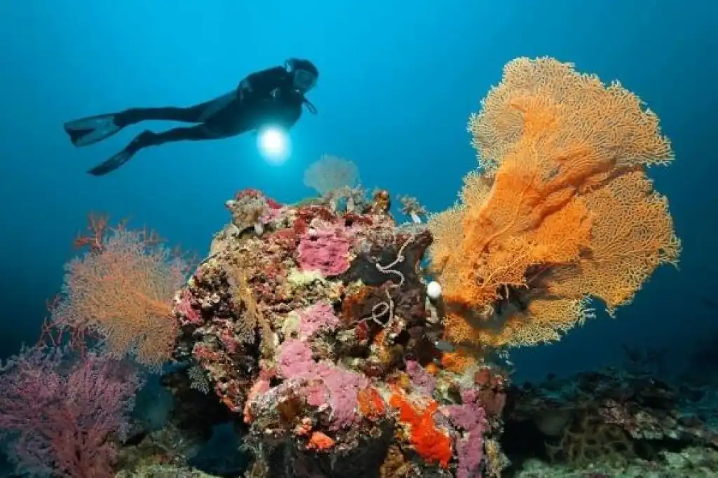 La Gran Barrera de Coral, considerada la mayor estructura viviente del planeta, atraviesa su episodio de blanqueamiento más extenso jamás registrado, según un informe del Instituto Australiano de Ciencias Marinas (AIMS) publicado este miércoles.