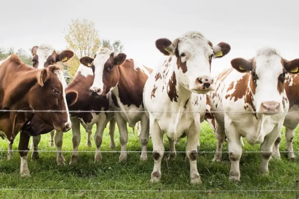 Un equipo internacional de científicos ha demostrado que la inclusión de algas marinas en la dieta de las vacas puede reducir significativamente sus emisiones de metano, uno de los principales gases de efecto invernadero responsables del calentamiento global.