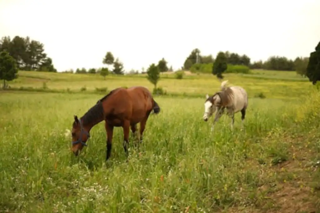 Caballos: aliados inesperados en la prevención de incendios forestales.