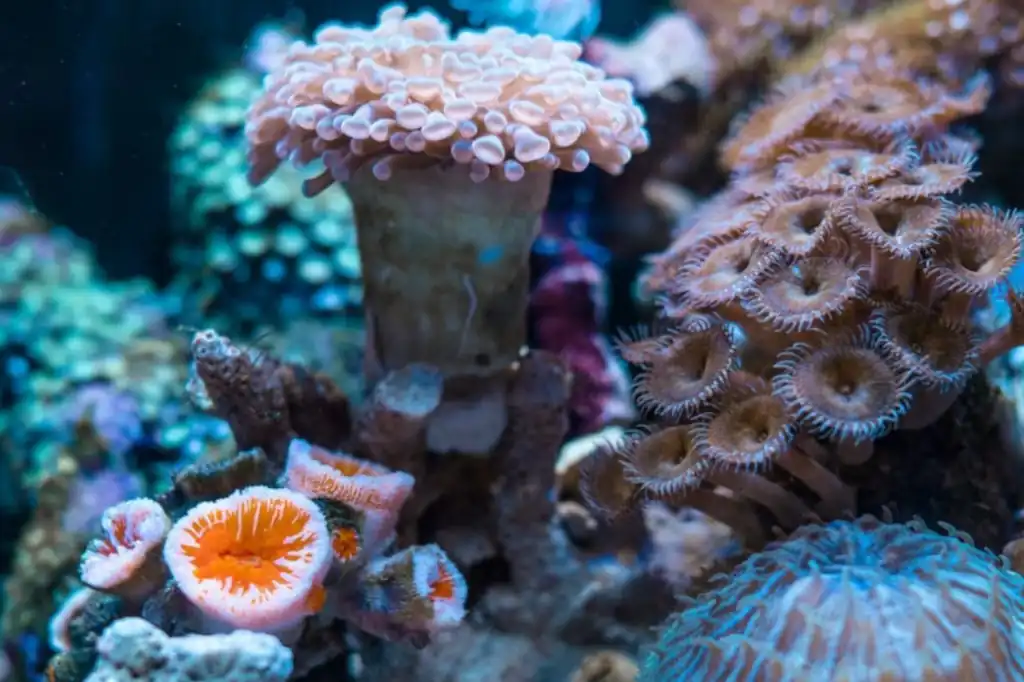 Los arrecifes de coral al borde de la extinción: el planeta se acerca a su primer punto de no retorno.