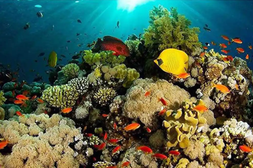 Los arrecifes coralinos del Caribe mexicano enfrentan una crisis alarmante: están perdiendo su capacidad de proteger las costas debido a la erosión y al aumento del nivel del mar.