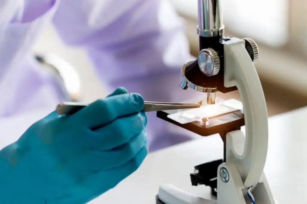 Candidozyma auris es un hongo microscópico que ha emergido como una seria amenaza para la salud pública, y su expansión está directamente relacionada con el calentamiento global.