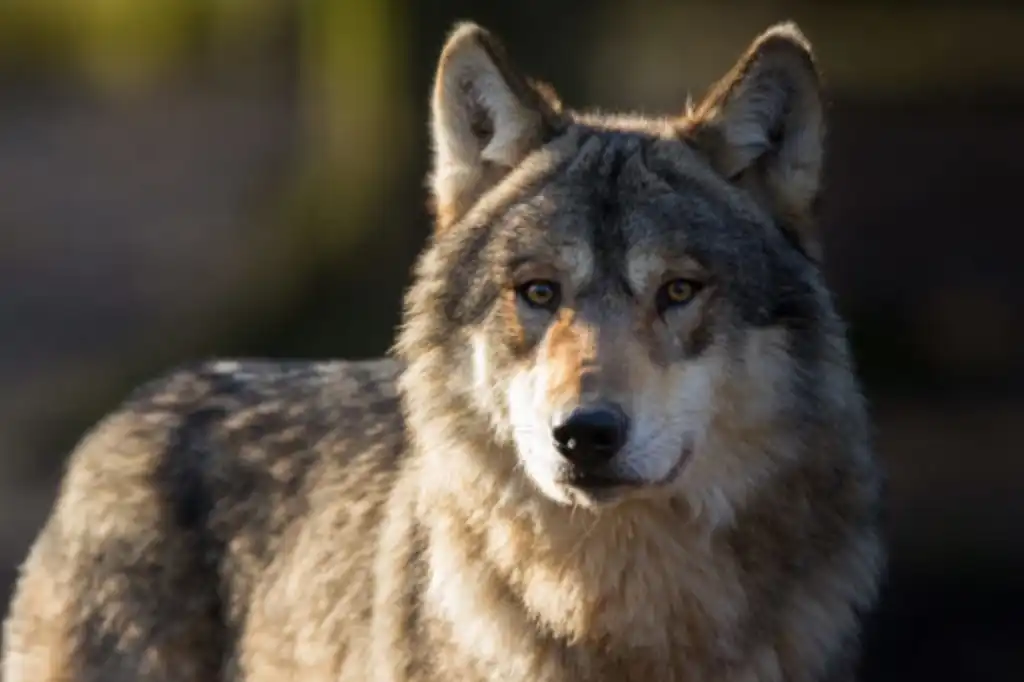 Un estudio publicado en la revista Current Biology ha confirmado que el lobo, uno de los grandes carnívoros más emblemáticos del planeta, siente un profundo temor hacia los seres humanos.