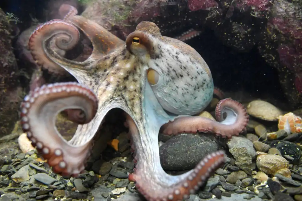 Cada 8 de octubre el mundo celebra el Día Internacional del Pulpo, una fecha que rinde homenaje a uno de los animales más asombrosos del océano.