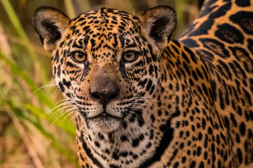 Jaguar, el gran felino americano que lucha por sobrevivir en su día mundial.