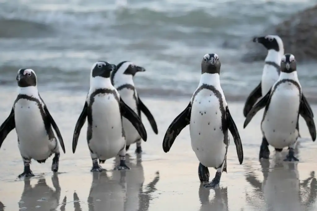 El colapso de las sardinas amenaza la supervivencia de los pingüinos africanos.