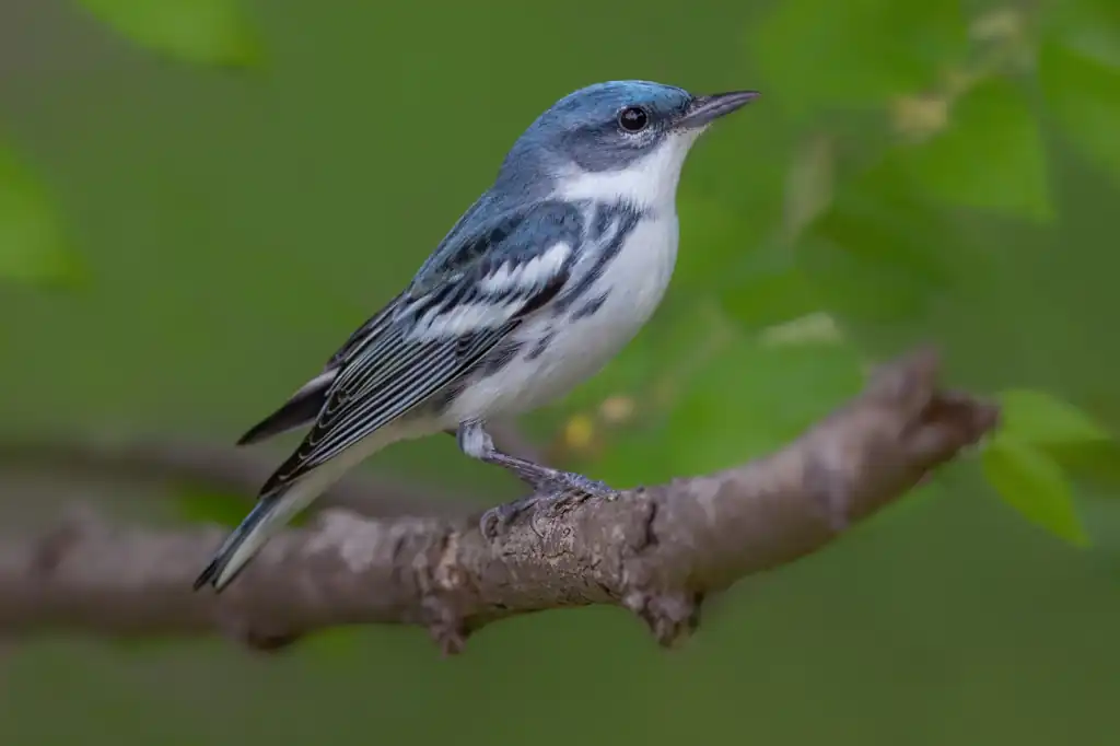 La pérdida de bosques en Centroamérica pone en riesgo a millones de aves migratorias, advierte estudio científico.