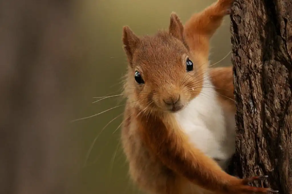 Día Mundial de la Ardilla, pequeñas guardianas del equilibrio natural.
