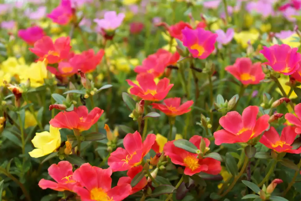 Estudio revela que las plantas absorben mucho menos CO2 del que estimaban los modelos climáticos.