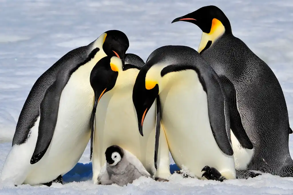 Pingüinos adelantan su reproducción y alertan sobre una “trampa ecológica” en la Antártida.