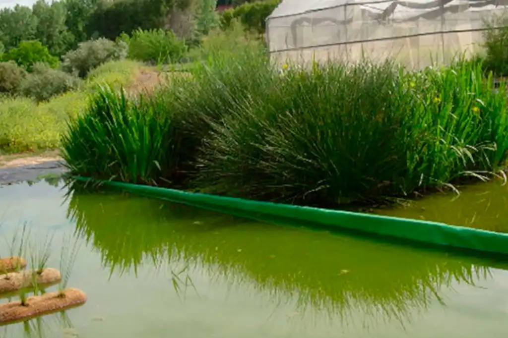 Los humedales artificiales se afianzan como una solución eficaz y sostenible para mejorar la calidad del agua y proteger los ecosistemas acuáticos.