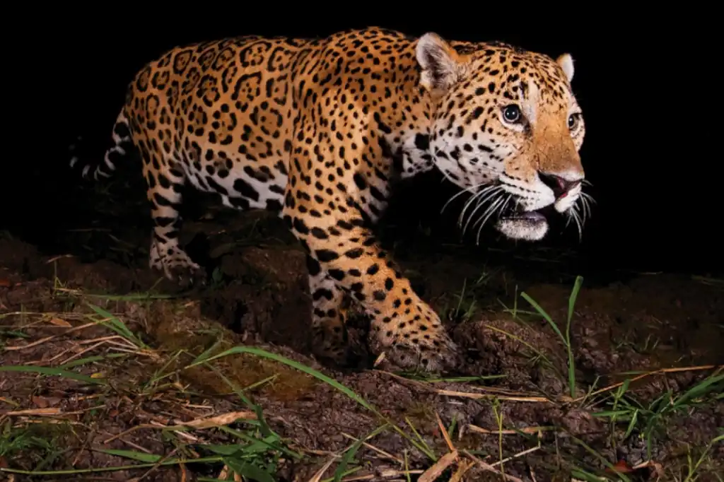 El jaguar en México, en riesgo crítico por pérdida de hábitat y aislamiento poblacional