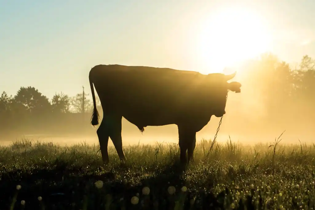 Olas de calor pondrán en riesgo a 20% del ganado vacuno europeo hacia 2050