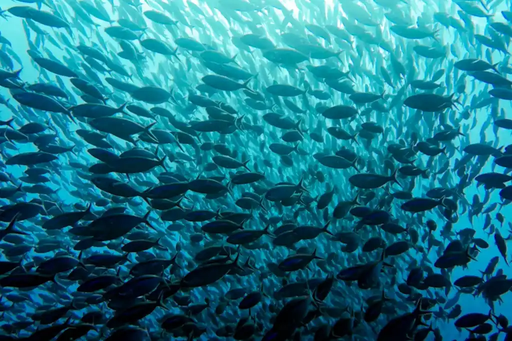 El calentamiento del fondo marino acelera la desaparición de peces en todo el mundo