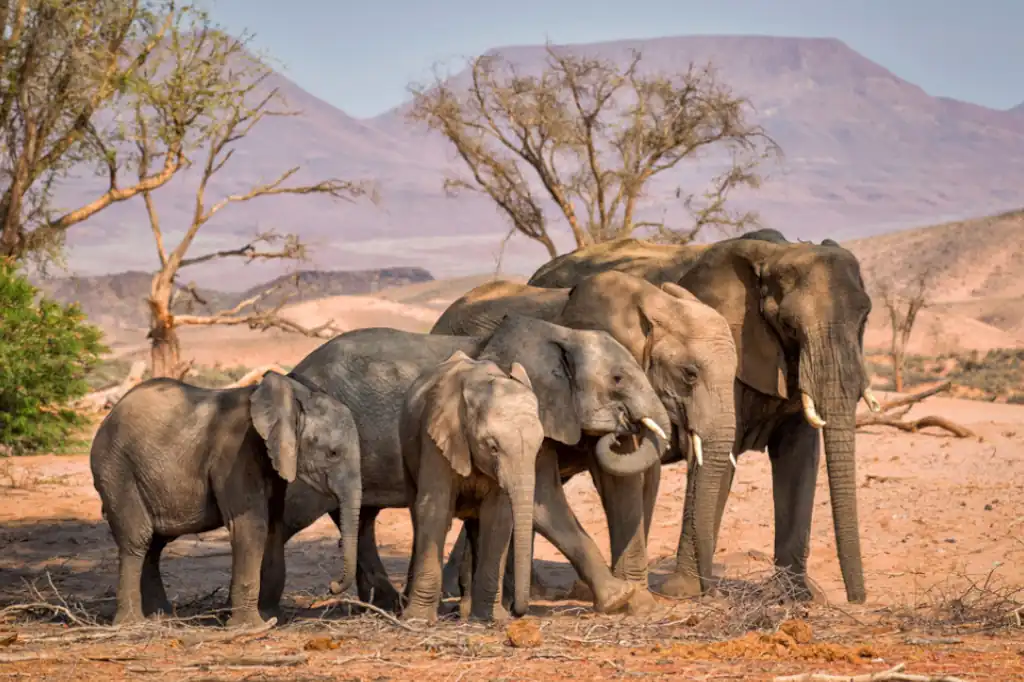 Elefantes africanos, en riesgo por el creciente aislamiento genético