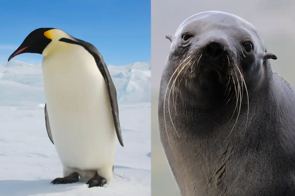 El deshielo antártico pone en peligro al pingüino emperador y al lobo marino