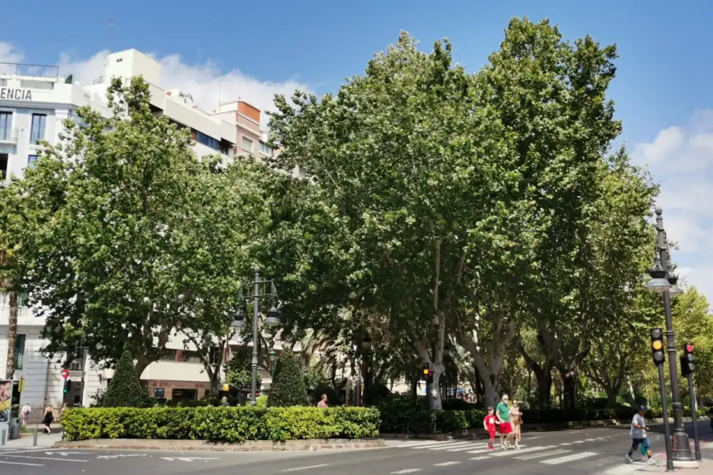 Árboles urbanos alivian el calor, pero la desigualdad limita su impacto en ciudades pobres