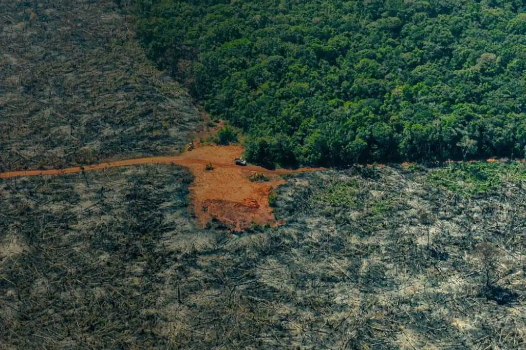 Amazonia en riesgo crítico: crimen organizado y minería de oro empujan al colapso ecológico
