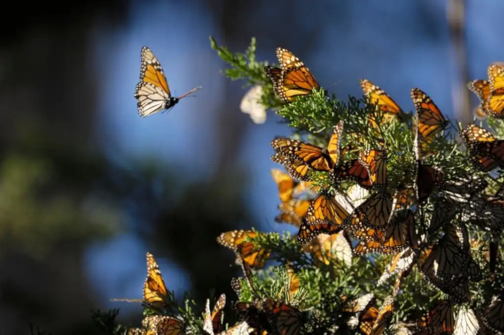 Daniel Madariaga Barrilado alerta sobre el impacto del cambio climático en la mariposa monarca