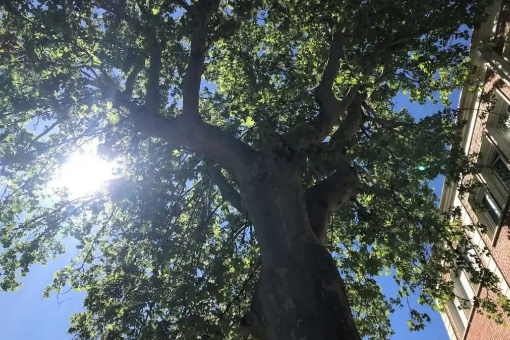 Inglaterra plantará hasta 500.000 árboles para combatir el calor y las inundaciones
